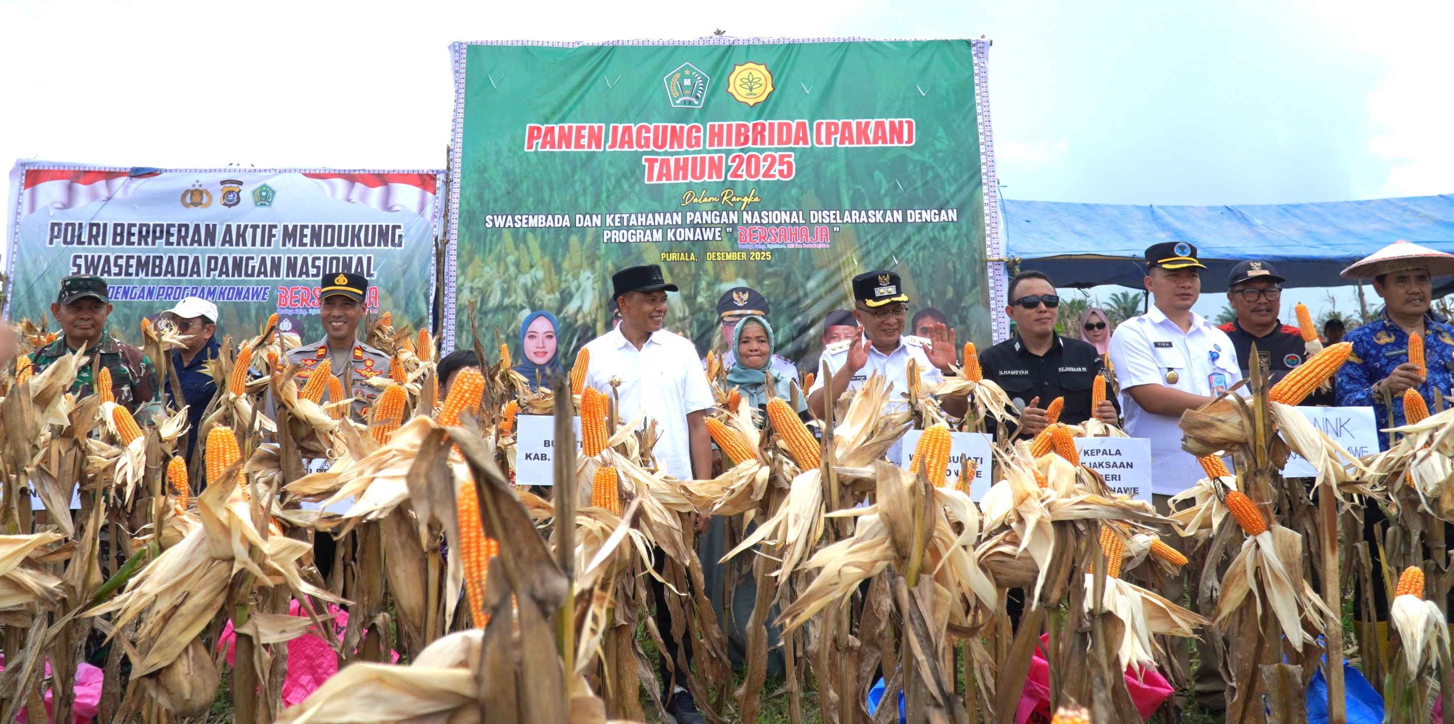 Panen Raya Jagung Hibrida di Desa Tetehaka, Bukti Komitmen Pemda Konawe Perkuat Sektor Pertanian